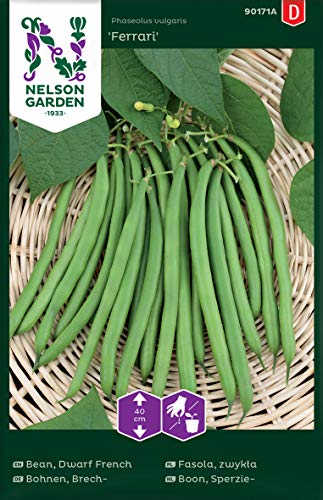 Buschbohnen Samen für Gemüsegarten - Nelson Garden Saatgut Gartenbohnen (50 Stück) - Leckere Brechbohnen von Nelson Garden 1933