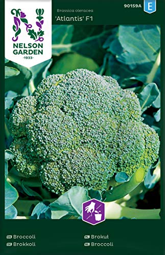 Brokkoli Samen Atlantis F1 - Nelson Garden Gemüsesamen - Broccoli Samen (72 Stück) (Einzelpackung) von Nelson Garden 1933