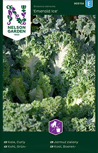 Grünkohl Samen Emerald Ice - Nelson Garden Gemüse Saatgut - Grünkohlsamen (15 Stück) (Einzelpackung) (Grünkohl Samen Emerald Ice) von Nelson Garden 1933