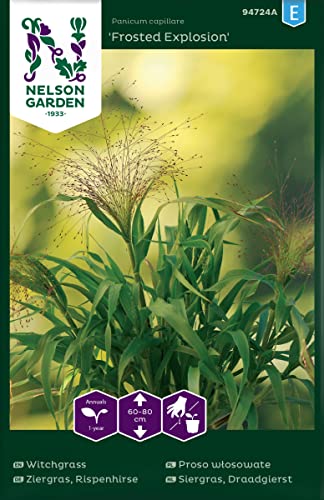 Ziergras Rispenhirse Samen - Frosted Explosion - Nelson Garden Blumensamen - Rispenhirse Saatgut (20 Stück) von Nelson Garden 1933
