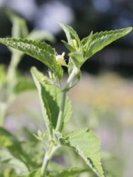Gelbblütige Katzenminze, Nepeta govaniana, Topfware von Nepeta govaniana