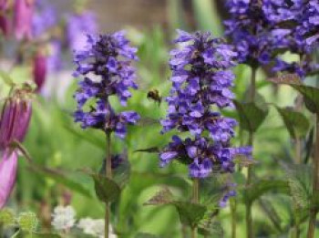 Geaderte Katzenminze 'Neptune', Nepeta nervosa 'Neptune', Topfware von Nepeta nervosa 'Neptune'