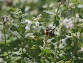 Traubige Katzenminze 'Snowflake', Nepeta racemosa 'Snowflake', Topfware von Nepeta racemosa 'Snowflake'