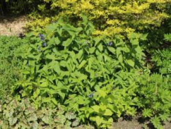 Sitzende Katzenminze 'Washfield', Nepeta subsessilis 'Washfield', Topfware von Nepeta subsessilis 'Washfield'