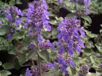 Bastard-Katzenminze 'Blue Wonder', Nepeta x faassenii 'Blue Wonder', Topfware von Nepeta x faassenii 'Blue Wonder'