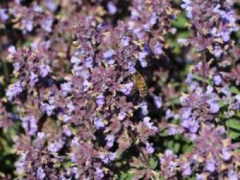 Zwerg-Katzenminze 'Purrsian Blue', Nepeta x faassenii 'Purrsian Blue', Topfware von Nepeta x faassenii 'Purrsian Blue'