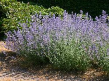 Katzenminze 'Six Hills Giant', Nepeta x faassenii 'Six Hills Giant', Containerware von Nepeta x faassenii 'Six Hills Giant'