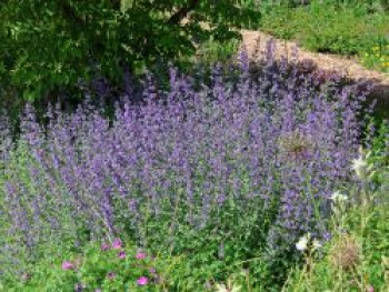 Katzenminze 'Walker's Low', Nepeta x faassenii 'Walker's Low', Containerware von Nepeta x faassenii 'Walker's Low'