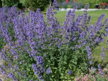 Blaue Katzenminze, Nepeta x faassenii, Containerware von Nepeta x faassenii