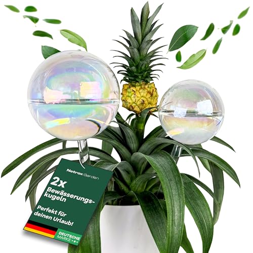 Netrox 2er Set Bewässerungskugeln Glas 400ml,180ml – automatische Pflanzenbewässerung für Pflanzen, Blumen & Garten – ideal im Urlaub – Bewässerung, Bewässerungssystem Topf, Wasserspender von Netrox