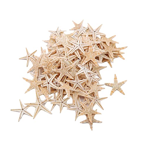 Nettoppo 100StüCke NatüRlich Seestern Muschel Btrand NatüRliche Seesterne DIY Strand Haus 1-5Cm Nettoppo 100StüCke NatüRlich Seestern Muschel Btrand NatüRliche Seesterne DIY Strand Haus 1-5Cm von Nettoppo