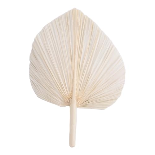 Nettoppo GroßE WeißE Getrocknete PalmbläTter - Premium-QualitäT - 3 StüCk Elegante Moderne Boho-Heim- und Hochzeitsdekoration - Wandkunst von Nettoppo