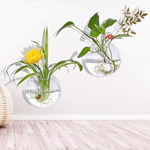 2 Stück größere Glasschalen für hängende Pflanzen, 15,2 cm große Glasvase für getrocknete Blumen, Tillandsien, Luftpflanzen, Wandbehang, Sukkulenten, Pflanzgefäße von NewDreamWorld