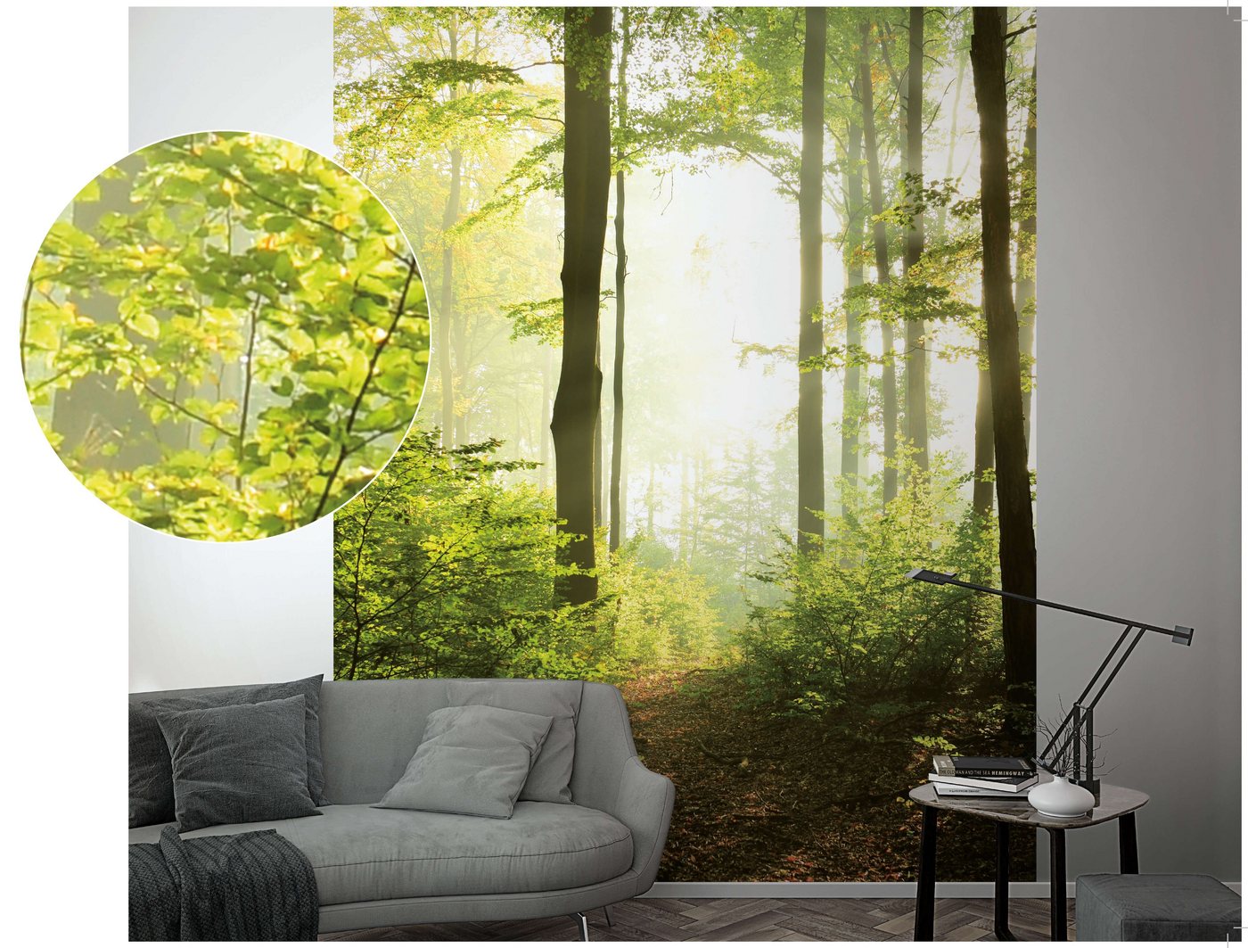 Newroom Vliestapete, [ 2,7 x 2,12m ] großzügiges Motiv - kein wiederkehrendes Muster - nahtlos große Flächen möglich - Fototapete Wandbild Wald Baum Licht Made in Germany von Newroom