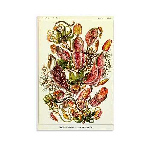 NgAnoh Blumen von Ernst Haeckel Leinwanddruck, Poster, Wandkunstdrucke, Geschenke, Foto, Gemälde, Raumdekoration, Heimdekoration, 20 x 30 cm von NgAnoh