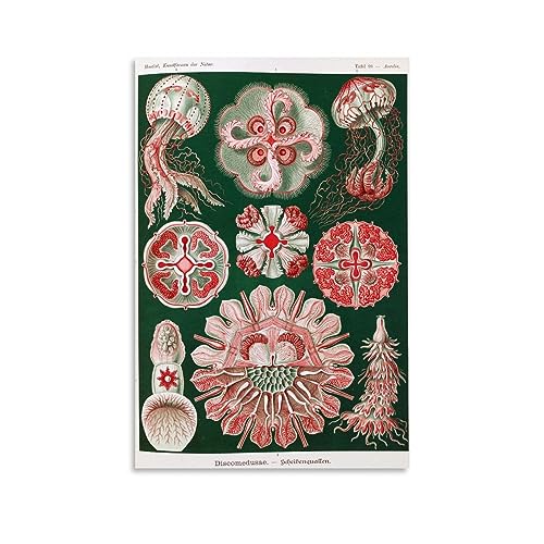 NgAnoh Disc Jellyfish von Ernst Haeckel Leinwanddruck, Poster, Leinwand, Wandkunst, dekorativ, Schlafzimmer, modernes Zuhause, 40 x 60 cm von NgAnoh