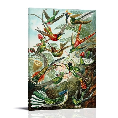 NgAnoh Kolibri-Illustration von Ernst Haeckel, Leinwanddruck, Poster, Kunstwerke, Leinwand, ästhetische Wandkunstdrucke, Heimdekoration, Geschenke, 30 x 45 cm von NgAnoh