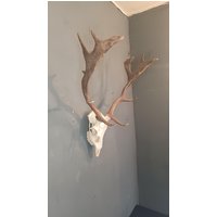 Schönes Vintage Rothirschgeweih Mit Schädel Ca. 63 cm Höhe Und 47 Breite. Jagdtrophäe, Trophäe Schönes Vintage Rothirschgeweih Mit Schädel Ca. 63 cm Höhe Und 47 Breite. Jagdtrophäe, Trophäe von NiceOffice