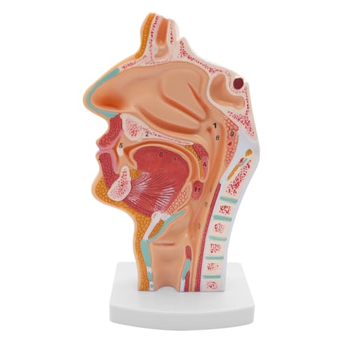 Nicear Menschliches Anatomisches Nasenhöhlen Rachen 1:1 Lebensgroßer Pharynx Larynx Anatomiemodell Für Wissenschaftlichen Unterricht Medizinisches Anzeigemodell Nicear Menschliches Anatomisches Nasenhöhlen Rachen 1:1 Lebensgroßer Pharynx Larynx Anatomiemodell Für Wissenschaftlichen Unterricht Medizinisches Anzeigemodell von Nicear