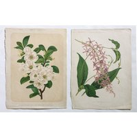 Antike Blumendrucke Von The Garden Hortikultur Journal London Antike Blumendrucke Von The Garden Hortikultur Journal London von Nichetique