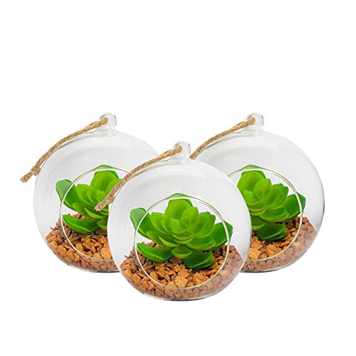 Nicola Spring Pflanzenterrarien aus Glas - Set für Sukkulenten, Farne und Kakteen - zum Hinstellen oder Aufhängen - 120 mm - 3er-Set von Nicola Spring