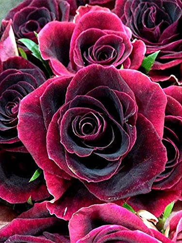 Nicole Knupfer DIY Diamant Painting Kit 5D Strass Diamond Painting Rose Blumen Bilder Full Bohrer Handgemachtes Wanddekoration (8,50x70cm) von Nicole Knupfer