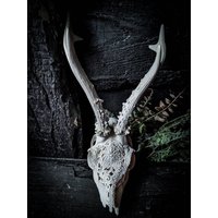 Auf Bestellung Viele Details Handgemacht Rehschädel Gravierte Kunst Riesige Beeindruckende Blumenornamente Schnitzen Geschenkidee Freundin Filigran von NicoleBartkowiak
