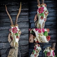 Auf Lager Echter Reh-Schädel Mit Echten Trockenen Rosa Blumen Moos Schnecke Rattenkiefer in Kristall Im Alter Von Filigranen Blütenblättern von NicoleBartkowiak