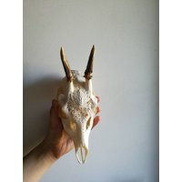 Geschnitzter Reh Schädel Geblümte Knochenkunst, Auf Bestellung Geschnitzter Reh Schädel Geblümte Knochenkunst, Auf Bestellung von NicoleBartkowiak