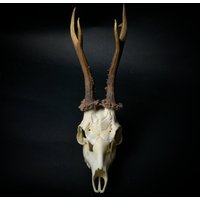 Geschnitzter Reh Schädel, Taube Und Blumen, Auf Bestellung Gemacht Geschnitzter Reh Schädel, Taube Und Blumen, Auf Bestellung Gemacht von NicoleBartkowiak