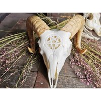 Made To Order Junger Ziegenschädel Mit Pentakel Pentagramm Graviert 666 Übel Suchen Geschenkidee Für Freund Oder Freundin Gothic von NicoleBartkowiak