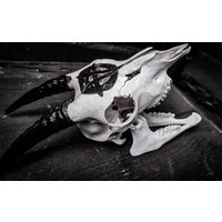 Made To Order Junger Ziegenschädel Mit Pentakel Pentagramm Graviert 666 Übel Suchen Geschenkidee Für Freund Oder Freundin Gothic von NicoleBartkowiak