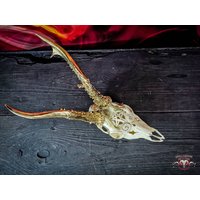 Auf Bestellung Rehschädel Graviert Riesiges Beeindruckendes Pentakel Pentagramm Goldornamente 666 Böse Satan Schnitzerei Gif Idee Buck Lampenlicht von NicoleBartkowiak