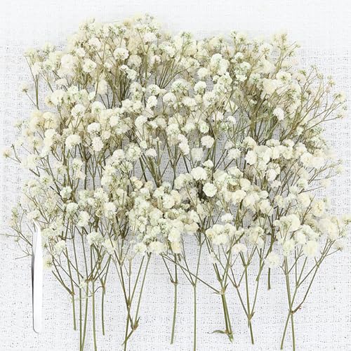 Schleierkraut Getrocknet Weiß, 100 Stück Trockenblumen Schleierkraut Mit Pinzette, Natürliche Getrocknete Blumen Für DIY Hochzeitsdeko, Harzschmuck, Bastelprojekte von NieYat