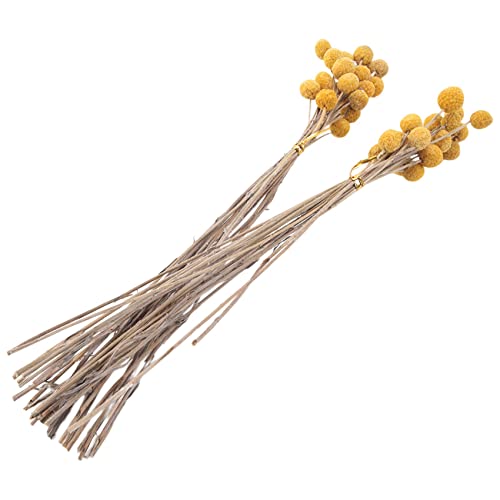 Nihcora 40 StüCk Getrocknete Craspedia Blumen Getrocknete Taste BäLle Blumen, Getrockneter Blumenstrauß für Arrangements Hochzeit Hause von Nihcora