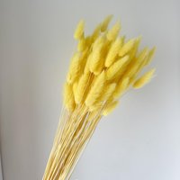 50 Stiele Lagurus - Trockenblumen Deko Boho Getrocknete Blumen Gelb von NinaSternenzauber