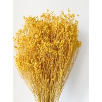 Broom Bloom - Trockenblumen Deko Boho Getrocknete Blumen Gelb von NinaSternenzauber