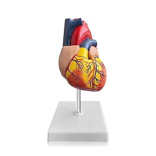 Nizirioo Menschliches Herz Modell: 1:1 Scientific Menschliches Herz Modell für Anatomie, PVC Herz Modell, 2-Teilige Lebensgröße Herzmodelle für Pädagogische Menschliches Herzmodell Werkzeuge von Nizirioo