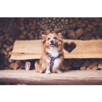 Hundegeschirr Red Jack, Blau Und Rot, Uk, England, Gefüttert Mit Kunstleder, Hundeleine Hundegeschirr Red Jack, Blau Und Rot, Uk, England, Gefüttert Mit Kunstleder, Hundeleine von NoahMeetsScottiePets