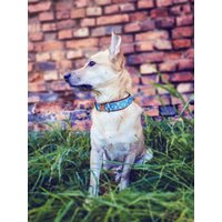 Hundehalsband Oder Hundegeschirr Harley, Blumen, Kunstleder, Blumenranken, Halsband, Hunde, Design, Barock, Türkis, Bordeaux, Mint, Floral Hundehalsband Oder Hundegeschirr Harley, Blumen, Kunstleder, Blumenranken, Halsband, Hunde, Design, Barock, Türkis, Bordeaux, Mint, Floral von NoahMeetsScottiePets