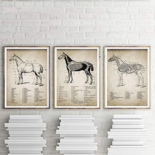 None brand Vintage Pferd Anatomie Leinwand Poster Drucken Pferd Anatomie Illustration Wandkunst Gemälde Reiter Bilder Home Room Wanddekoration No Frame-40X50cmX3 von None brand