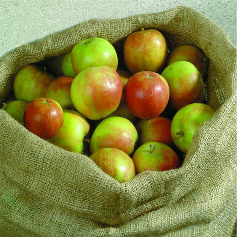 NOOR Jutesäcke XL (65 x 135 cm) 2er Pack H320 von Noor