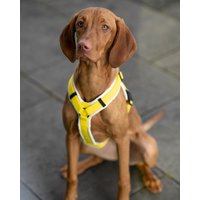 Führgeschirr/Hundegeschirr Geschirr Hund Gepolstert Verstellbar Unifarben Farbvielfalt Auch Mit Halsband Und/Oder Leine Im Set von NordicDogLove