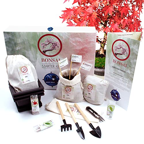 Nosy Nomad Bonsai Baum Kit | Premium Authentisches Japanisches Bonsai Starter Kit - Enthält: 3 Sorten Bonsai Samen, Bonsai Erde, Töpfe und ein Werkzeug Set in Einer Aatemberaubenden Geschenk-Box von Nosy Nomad