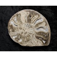10 cm Choffaticeras Ammonit Fossil Cut & Polierte Scheibe Halbe Untere Kreide 110Myo Marokko Druzy Kammern von NotJustFossils