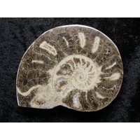 3, 6 "Choffaticeras Ammonit Fossil Geschnitten & Poliert Scheibe Hälfte Untere Kreide 110Myo Marokko Druzy Kammern von NotJustFossils