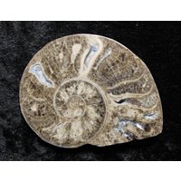 3, 6 "Choffaticeras Ammonit Fossil Geschnitten & Poliert Scheibe Hälfte Untere Kreide 110Myo Marokko Druzy Kammern von NotJustFossils