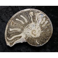 4, 0 "Choffaticeras Ammonit Fossil Cut & Polierte Scheibe Halbe Untere Kreide 110Myo Marokko Druzy Kammern von NotJustFossils