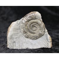 Dactylioceras Commune 50mm Ammonit Fossil in Matrix Jurassic 180Myo Aus Whitby, England Sammler Geschenk Dactylioceras Commune 50mm Ammonit Fossil in Matrix Jurassic 180Myo Aus Whitby, England Sammler Geschenk von NotJustFossils