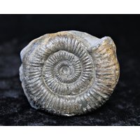 Dactylioceras Commune 55mm Ammonit Fossil in Matrix Jurassic 180Myo Aus Whitby, England Sammler Geschenk Dactylioceras Commune 55mm Ammonit Fossil in Matrix Jurassic 180Myo Aus Whitby, England Sammler Geschenk von NotJustFossils